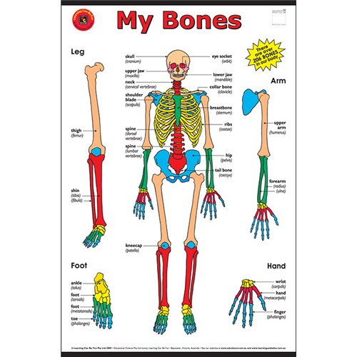 Learning Can Be Fun My Bones Chart - Theodist