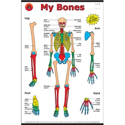 Learning Can Be Fun My Bones Chart - Theodist
