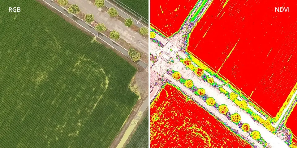 RGB vs NDVI